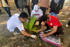 Pemkot Bengkulu Kerahkan Seluruh OPD Rawat Ribuan Pohon Kelapa di Pantai Panjang