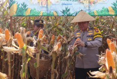  Polres Bengkulu Selatan Panen Raya Jagung, Dukung Swasembada Pangan 2026