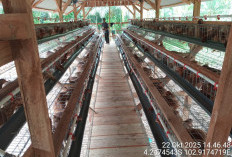 Sukses Panen Perdana, Bumdes Lubuk Tapi Sakti Genjot Ekonomi Desa Lewat Ayam Petelur