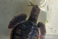  Menumbuhkan Kesadaran Masyarakat untuk Selamatkan Penyu