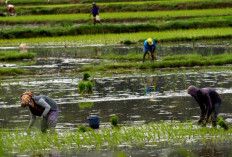Produktivitas Padi Bengkulu Meningkat, Kota Bengkulu Masuk Zona Hijau Target Tanam Nasional