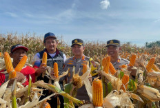 Panen Raya Jagung Kuartal I 2026, Polresta Bengkulu Hasilkan 5 Ton Jagung di Kampung Melayu