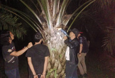 Gerak Cepat Polsek Kedurang Ilir, 3 Pencuri Sawit di Pagar Banyu Diringkus Bersama Mobil Carry