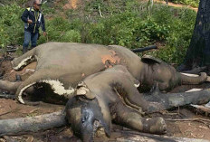 Kematian Gajah di Hutan Produksi Bentang Seblat: Alarm Nyata Gagalnya Penegakan Hukum Sawit Ilegal