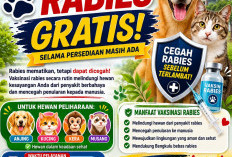 Bengkulu Perkuat Upaya Bebas Rabies Lewat Program Vaksinasi Hewan Gratis