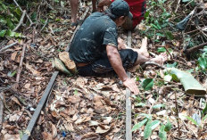 Molek Masuk Jurang di Jalur Lebong Tandai Bengkulu Utara, Butuh Perhatian Pemprov