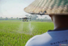 Cita-cita Swasembada Pangan dan Konsekuensi yang Terbentuk