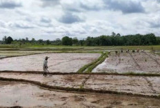 Dampak Bendungan Lubuk Serigo, Petani Bengkulu Tengah Siap Tanam Padi Serentak pada April 2026