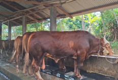 Presiden Salurkan Sapi Kurban 804 Kilogram untuk Warga Kota Bengkulu