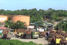 Rumus Institute Beberkan Siasat Pabrik Sawit di Mukomuko Dapat 900 Kg Buah Gratis Per Truk
