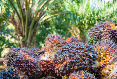 Siasati Selisih Harga Pabrik, Dinas Pertanian Dorong Petani Sawit Mukomuko Bentuk Koperasi