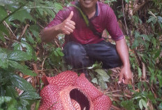 Rafflesia Arnoldi Mekar Sempurna di Rejang Lebong Bengkulu