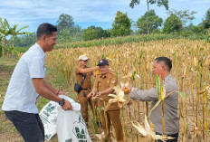 Dukung Ketahanan Pangan, Bhabinkamtibmas Polsek Lubuk Pinang Kawal Panen Raya Jagung Warga