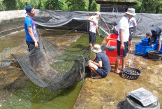 DKP Kota Bengkulu Sediakan Lele Murah dan Bibit untuk Warga