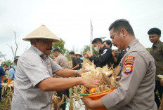 Dukung Program Presiden, Polri dan Pemprov Bengkulu Panen Jagung Serentak