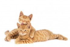 Sering Dianggap Bawa Sial, Begini Sebenarnya Hukum Menabrak Kucing dalam Islam