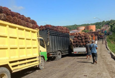 Harga TBS Hancur di Bawah Rp3.000, Dinas Pertanian Mukomuko Protes Keras ke Tim Provinsi Bengkulu