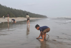 Gunung Anak Krakatau Erupsi, BPBD Mukomuko Minta Warga Tenang dan Saring Informasi