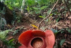 Dua Rafflesia Arnoldi Mekar Bersamaan di Rejang Lebong, Satu Lagi Menyusul