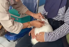 Pemkot Bengkulu Terima 500 Dosis Vaksin Rabies, DKPP Ajukan Tambahan Stok