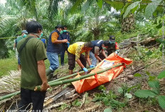 Penemuan Jenazah di Perkebunan Sawit Kaur, Terungkap dari Aroma Menyengat