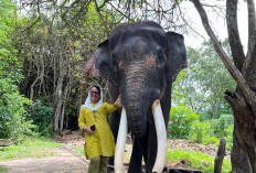 Kunjungi PLG Seblat,  Senator Destita Kampanyekan Jaga Habitat Gajah Sumatera