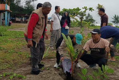 Pemkot Bengkulu Awali 2026 dengan Aksi Serentak Perawatan Kelapa di Pantai Panjang