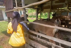 DKPP Kota Bengkulu Intensifkan Pengawasan dan Vaksinasi Ternak, Ratusan Dosis Disalurkan