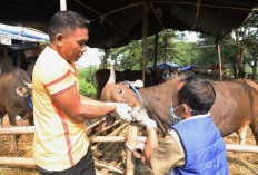 DKPP Kota Bengkulu Perketat Pemeriksaan Hewan Kurban Jelang Idul Adha 1447 H