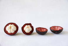 Yuk, Kenali Khasiat Kulit Manggis Untuk Kesehatan Tubuh 