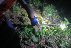  Damkar Bengkulu Selatan Evakuasi Biawak dari Sumur Warga, Kasat Pol PP: Respons Cepat Lindungi Masyarakat