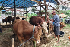 Sapi Kurban di Kota Bengkulu Capai 80 Ekor, Pemkot Prioritaskan Masjid yang Belum Pernah Menerima